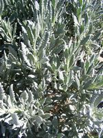 Lavandula 'Alardii'